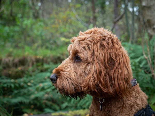 Potret Cockapoo di Hutan Skotlandia — Stok Foto