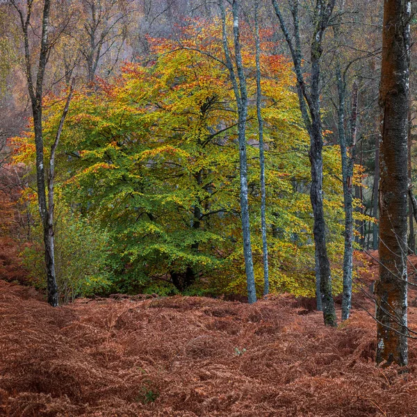 Χρώματα στο δάσος του Perthshire, Σκωτία — Φωτογραφία Αρχείου