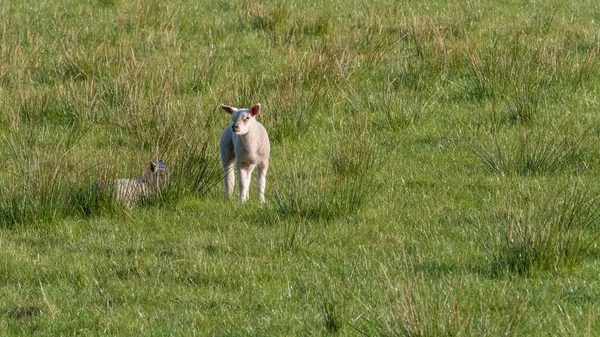 Dos Corderos Jóvenes Campo Cerca Lennoxtown Escocia — Foto de Stock