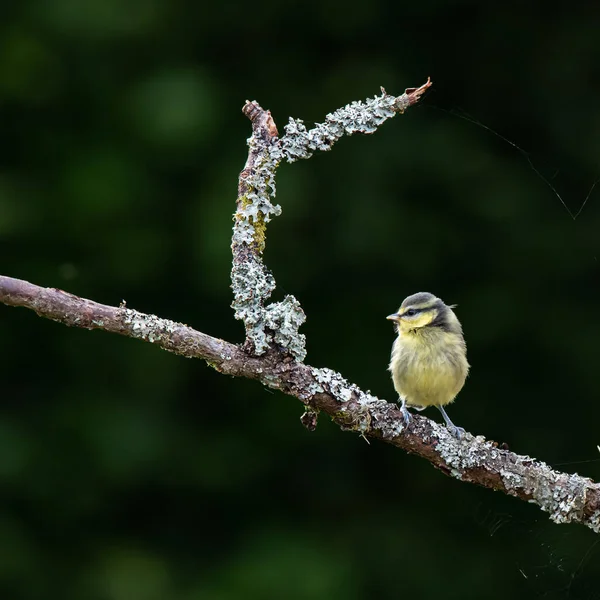 Eurasian Blue Tit Cyanistes Caeruleus Sitting Branch — Photo