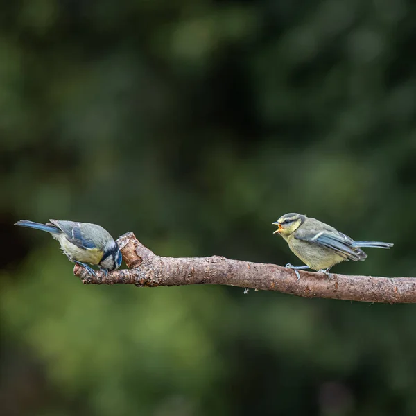 Two Eurasian Blue Tit Cyanistes Caeruleus Sitting Branch — Φωτογραφία Αρχείου