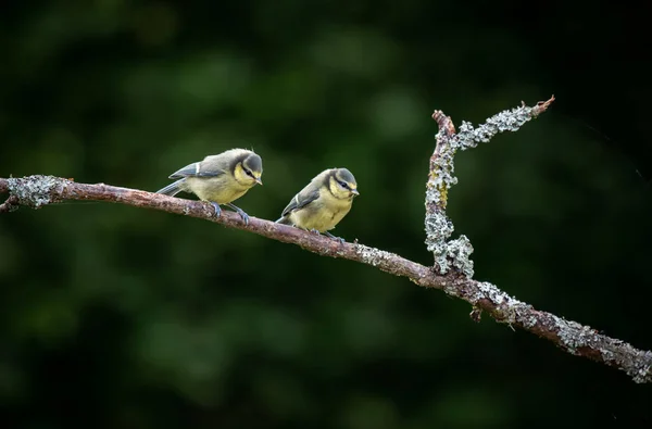 Two Eurasian Blue Tit Cyanistes Caeruleus Sitting Branch — Photo