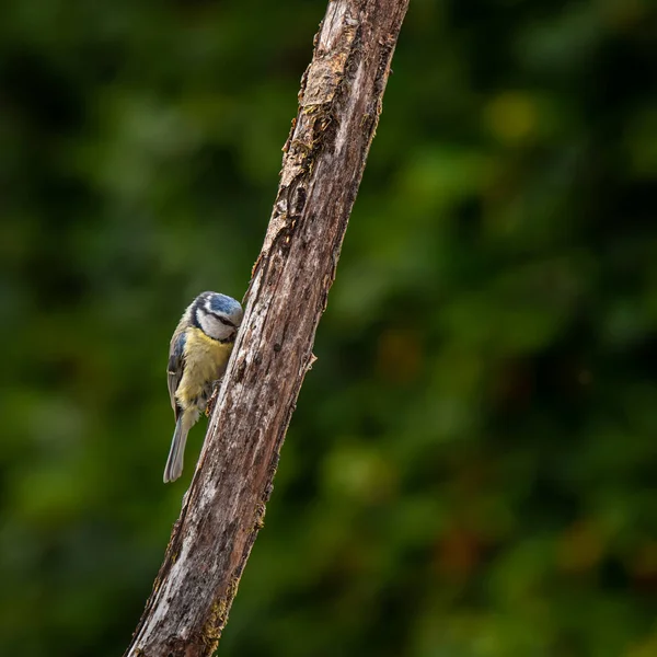 Eurasian Blue Tit Cyanistes Caeruleus Sitting Branch — Photo
