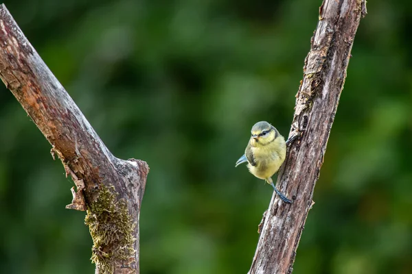 Eurasian Blue Tit Cyanistes Caeruleus Sitting Branch — Photo