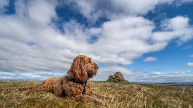 İskoçya 'daki Campsie Şelalesinin tepesinde yatan genç bir kakadu.