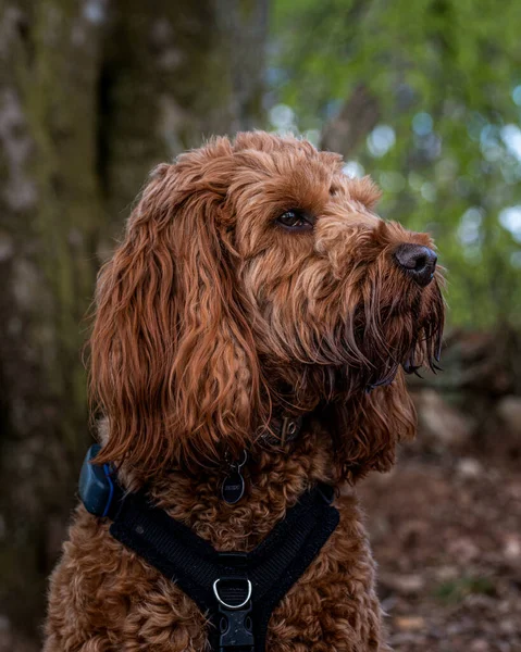 Young Cockapoo Sitting Woods Amongst Leaves Walk Forest — Stock Photo, Image