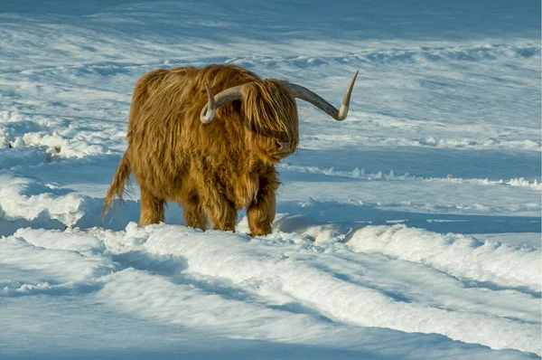 Two Highland Cows Standing Middle Snow Covered Field Highlands Scotland — Stock Photo, Image