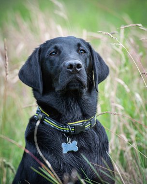 Siyah Labrador av köpeği uzun otların arasında dikkatlice oturuyor.