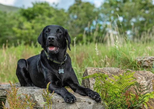 在坎普西河畔的一块长草地里 一只黑色的拉布拉多猎犬躺在岩石上 — 图库照片
