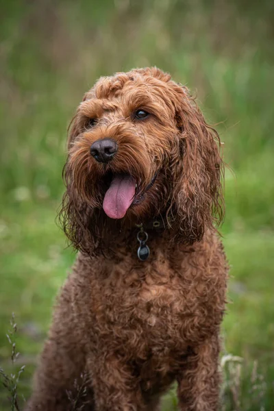 Young Cockapoo Sitting Attentively Field Grass Walk His Owner — Stock Photo, Image