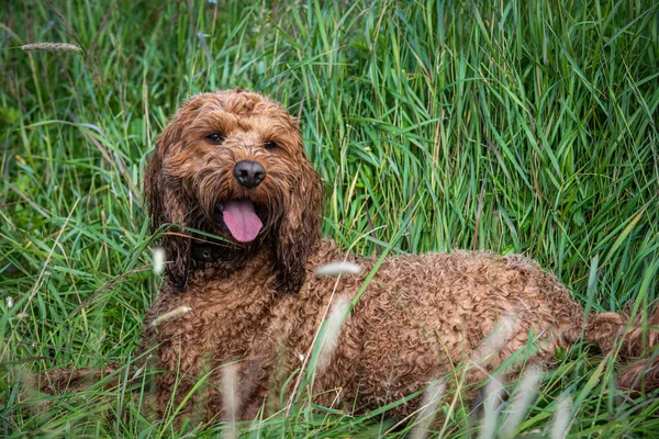 Young Wet Cockapoo Lying Field Grass Walk — Stock Photo, Image