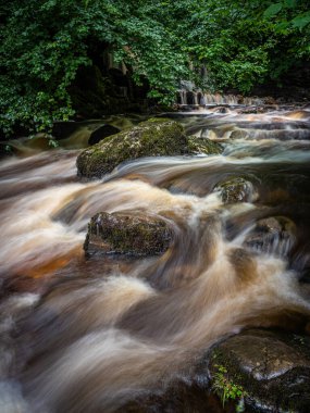 Campsie Nr Lennoxtown İskoçya 'dan Clachan' ın hemen yukarısındaki Campsie Glen 'den küçük şelaleler akıyor..
