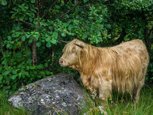 苏格兰高地的一条高地奶牛站在铁轨边上 — 图库照片