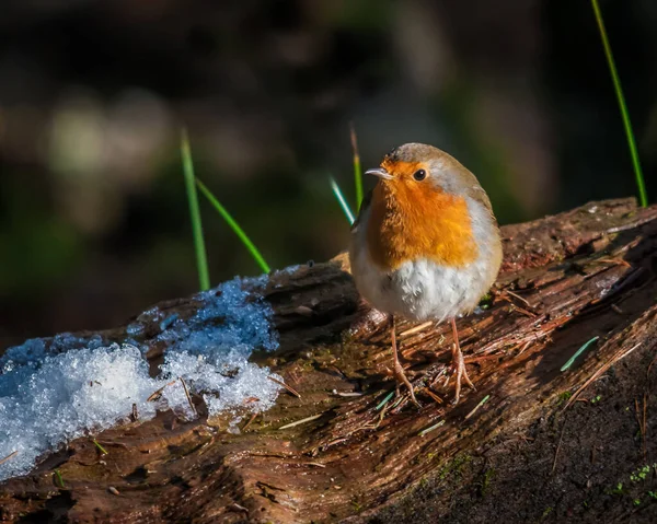 Robin Erithacus Rubecula Sitting Perched Snow Covered Tree Trunk Scotland — Stock Photo, Image