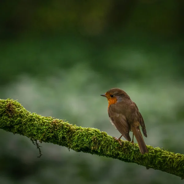 Robin Erithacus Rubecula Sentado Ramo Arbusto Jardim Escócia — Fotografia de Stock