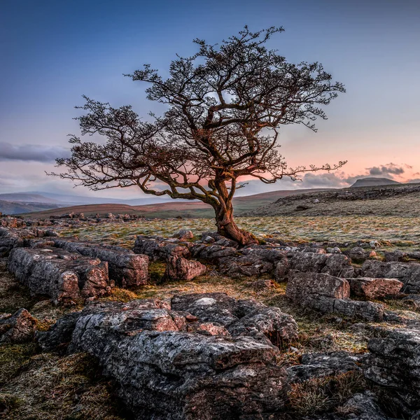 Lone Weathered Tree Amongst Limestone Pavement Yorkshire Dales National Park — Stock Photo, Image