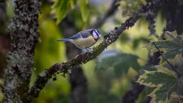 Eurasian Blue Tit Cyanistes Caeruleus Sitting Branch Garden Scotland — Photo