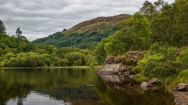 İskoçya İskoçya 'daki Trossachs Ulusal Parkı' nda, Chon Gölü 'nün renginde ve yansımasında mor heather.