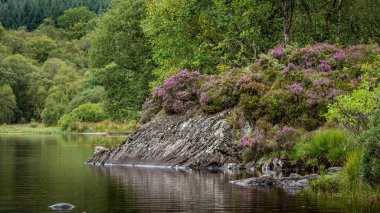 İskoçya İskoçya 'daki Trossachs Ulusal Parkı' nda, Chon Gölü 'nün renginde ve yansımasında mor heather.