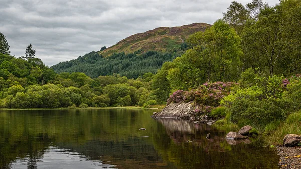 Lila Heide Voller Farbe Und Spiegelungen Loch Chon Trossachs Nationalpark — Stockfoto