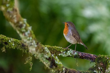 Bir nar bülbülü, erithacus rubecula, İskoçya 'da bir bahçe çalılığında bir dala tünemiş.