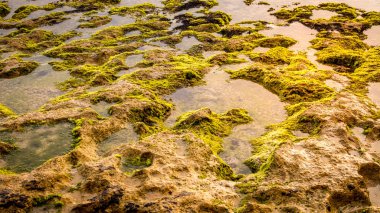 Manzaralı su manzarası. Sahilde gelgit var. Gün batımında deniz manzarası. Tasarım için arka plan. Boşluğu kopyala. 