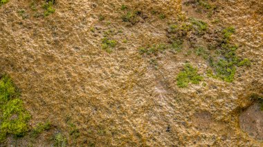 Kaya arka planı. Taş dokusu. Alçak gelgit sırasında okyanusun dibindeki ıslak kayalar. Yeşil yosunlu taş. Taşın yüzeyi. Tasarım için arka plan. Boşluğu kopyala.