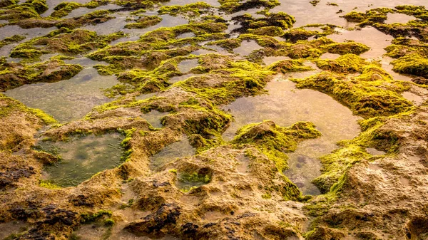 Manzaralı su manzarası. Sahilde gelgit var. Gün batımında deniz manzarası. Tasarım için arka plan. Boşluğu kopyala. 