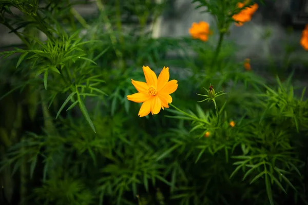 Small Marigold Green Background Selected Focus Beautiful Orange Flower Nature — Stock Photo, Image