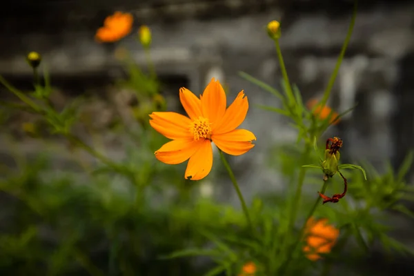 Beautiful Marigolds Green Background Orange Flowers Selected Focus Nature Environment — Stock Photo, Image