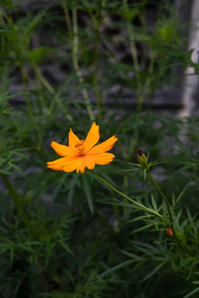 Pequeña Caléndula Con Fondo Verde Enfoque Seleccionado Hermosa Flor Naranja —  Fotos de Stock