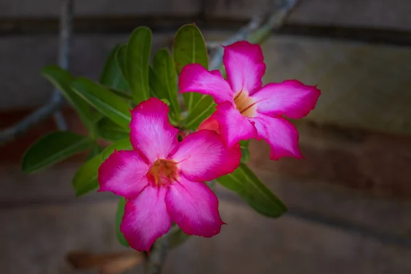 Adenium Obesumの支店 ピンクの砂漠が開花した 日本のフランジパニ 花が咲く 美しい花の背景 閉めろ 選択したフォーカス インドネシアのバリ — ストック写真