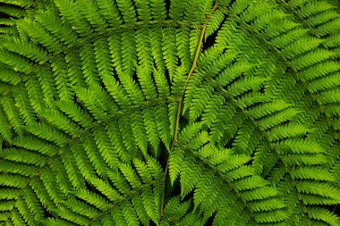 Eğreltiotu yaprağını kapat. Yağmur ormanlarındaki yemyeşil tropikal bitki. Arka plan için eğrelti otu yaprağı. Doğa ve çevre kavramı. Bali, Endonezya. 