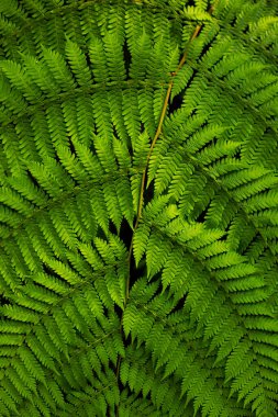 Eğreltiotu yaprağını kapat. Yağmur ormanlarındaki yemyeşil tropikal bitki. Arka plan için eğrelti otu yaprağı. Doğa ve çevre kavramı. Bali, Endonezya. 