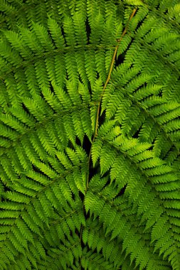 Eğreltiotu yaprağını kapat. Yağmur ormanlarındaki yemyeşil tropikal bitki. Arka plan için eğrelti otu yaprağı. Doğa ve çevre kavramı. Bali, Endonezya. 