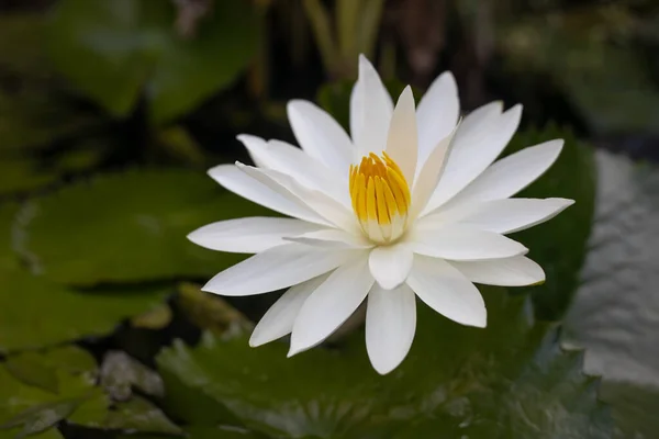 Biała Lilia Wodna Żółtym Pyłkiem Powierzchni Stawu Blisko Pięknego Kwiatu — Zdjęcie stockowe