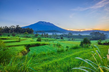 Güneş doğarken manzara çok güzel. Arkasında Agung Volkanı olan pirinç tarlaları. Manzaralı panoramik manzara. Yeşil pirinç tarlaları. Bali, Endonezya