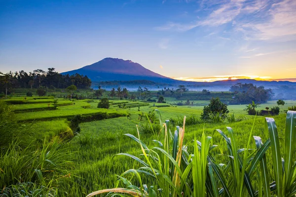 日出时美丽的风景 背景是阿贡火山的稻田 风景全景 绿色稻田 印度尼西亚巴厘 — 图库照片