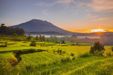 Güneş doğarken manzara çok güzel. Arkasında Agung Volkanı olan pirinç tarlaları. Manzaralı panoramik manzara. Yeşil pirinç tarlaları. Ufuktaki güneş ışığı. Bali, Endonezya