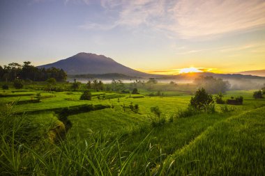 Güneş doğarken manzara çok güzel. Arkasında Agung Volkanı olan pirinç tarlaları. Manzaralı panoramik manzara. Yeşil pirinç tarlaları. Ufuktaki güneş ışığı. Bali, Endonezya
