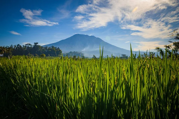 Prachtig Landschap Tijdens Zonsopgang Rijstvelden Met Agung Vulkaan Achtergrond Landschappelijk — Stockfoto