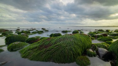 Gün batımında deniz manzarası. Uzun yeşil deniz yosunlarıyla kaplı büyük taşlarla dolu bir sahil. Okyanus alçak gelgit. Doğa geçmişi. Bulutlu gökyüzü. Yatay yerleşim planı. Seçilmiş sanat odaklı. Klotok Plajı, Bali, Endonezya