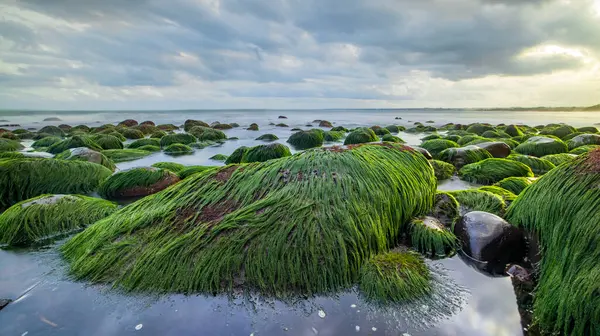 Seascape Během Západu Slunce Pláž Velkými Kameny Pokrytými Dlouhými Zelenými — Stock fotografie