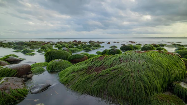 Seascape Během Západu Slunce Pláž Velkými Kameny Pokrytými Dlouhými Zelenými — Stock fotografie