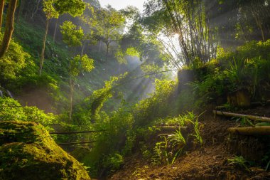 Sabahları muhteşem bir manzara. Tropikal ormanda güneş ışığı. Güzel gün doğumu. Ormanda yolculuk. Bali, Endonezya