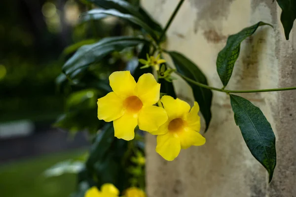 Покриття Жовтого Allamanda Cathartica Яскраво Жовта Квітка Саду Золота Сурма — стокове фото