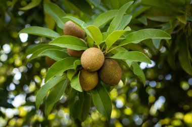 Bahçesinde bilinmeyen tropik meyveler olan bir dal. Doğal arka plan. Kapatın. Seçici odaklanma. Bali, Endonezya