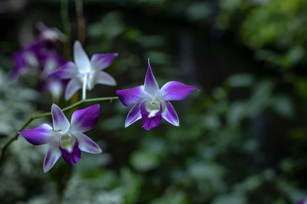 Fioletowy Kwiat Storczyka Ogrodzie Oddział Kwitnącej Orchidei Kwiaty Tropikalne Kwitną — Zdjęcie stockowe