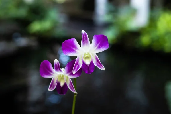 Purple Orchid Flower Garden Branch Blooming Orchid Tropical Flowers Blossom — Stock Photo, Image