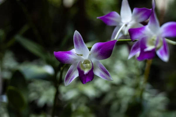 Bahçede Mor Orkide Çiçeği Çiçek Açan Orkide Dalı Tropik Çiçekler — Stok fotoğraf